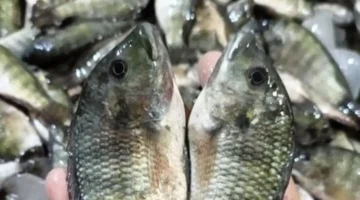 البلطي بـ 70 جنيهًا.. تحديثات أسعار الأسماك داخل أسواق دمياط يوم الجمعة